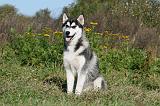 SIBERIAN HUSKY 874